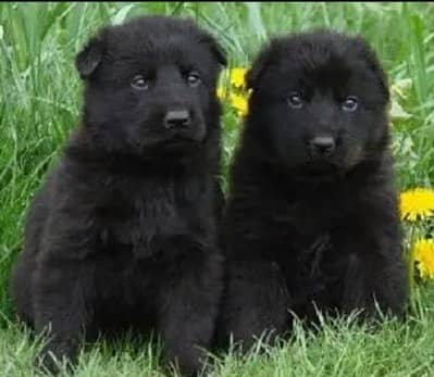 Pure Black German Shepherd Puppy / black German Shepherd dog lond coat