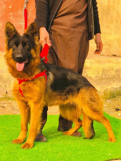 German Shepherd | German Shepherd Female | Long Coat Feamle | GSD