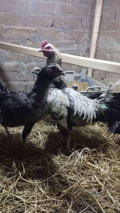 desi Aseel Murga for sale