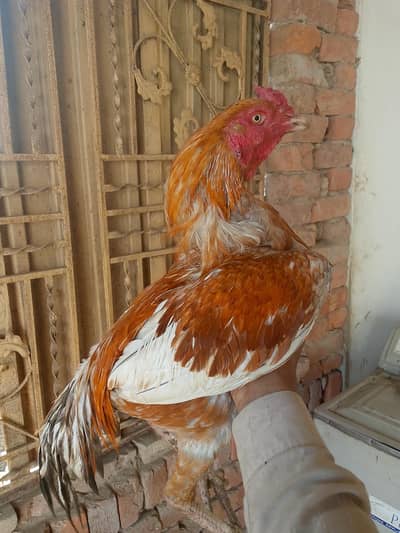 Main wali aseel Home Breed