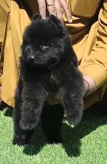 black German Shepherd dog lond coat male / black male German Shepherd