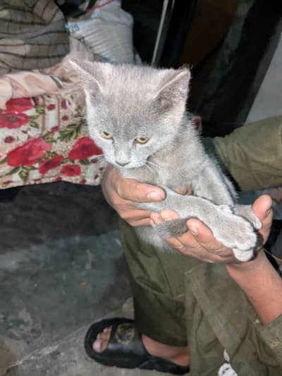 beautiful cat urgent sale