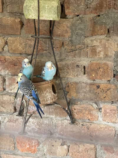 Healthy budgies for sale