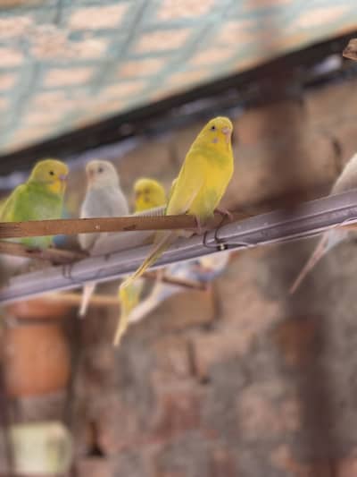 Note: 15 pieces se kam ni sale krne