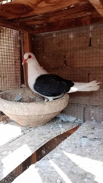 different quality birds