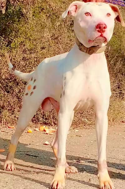 kohati gultair male age 12 month for sale