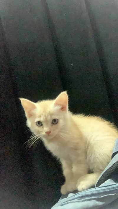 3 months old persian kitten for sell