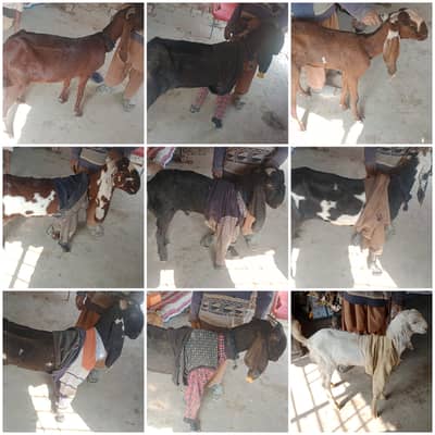 Desi bakri | Makhi chini | Goat | بکری | Female | 2 Dant