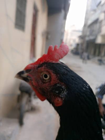 Top Quality Bengum Mushki madi