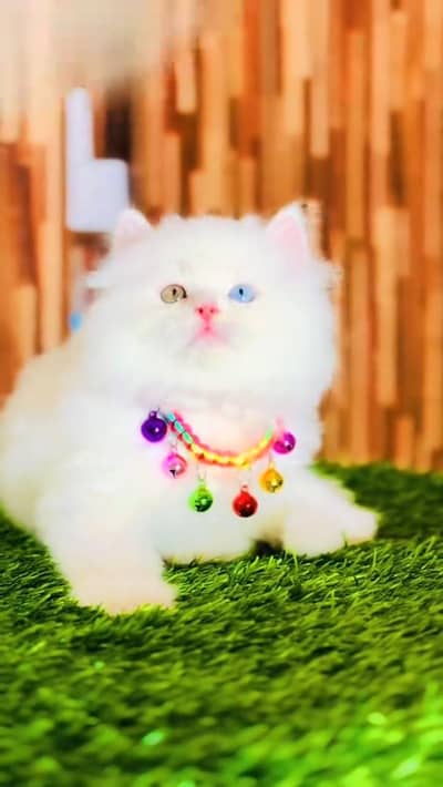 cat beautiful information my WhatsApp 0323=======3415========963