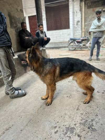 German Shepherd | long coated | Gsd for sale is lahore | gsd dog