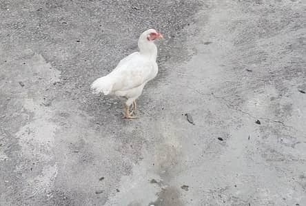 Papaer white Heera aseel madi for sale hai