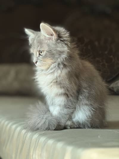 PURE PERSIAN GREY