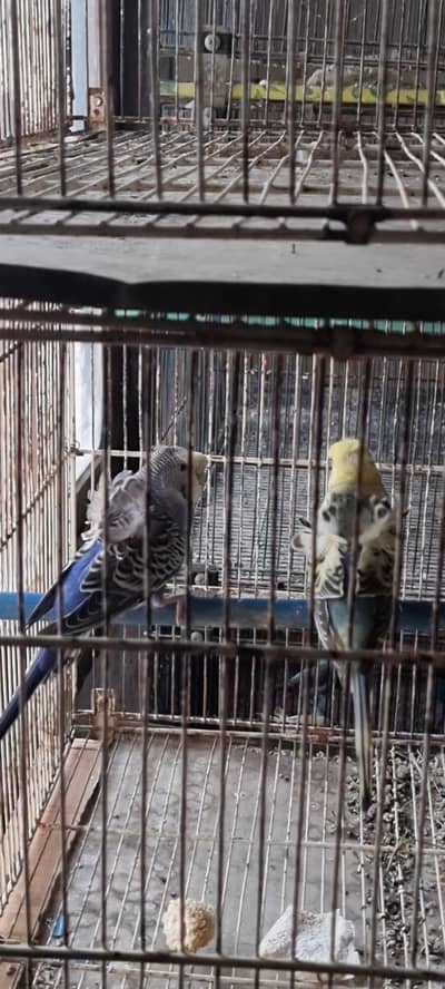 Hogoromo double flower spilt blackwings 2 breeder females