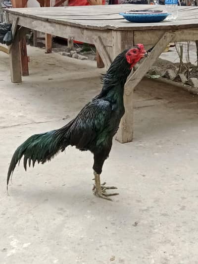 pure pakoya imported bloodline03454569807