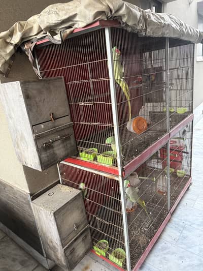 Cage with Parrots for sale
