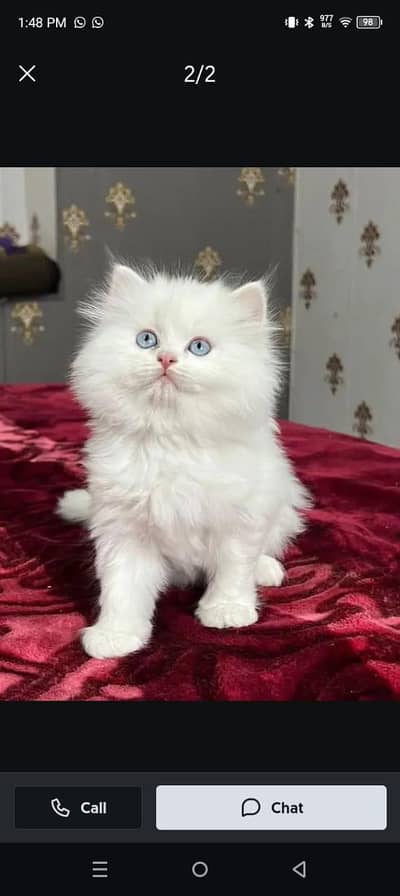 Persian cat 2 month age My WhatsApp number 0301=35.64. 795for sale