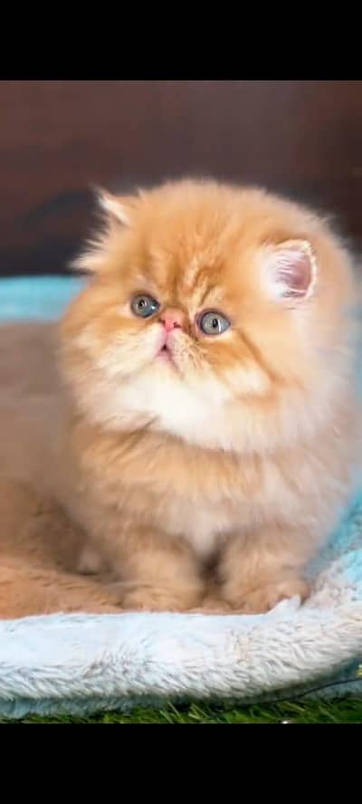 Persian cat for sale