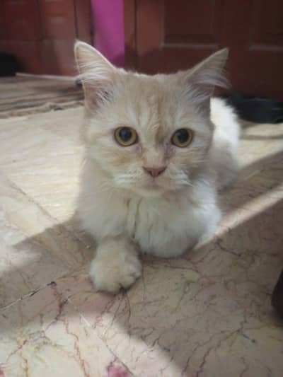 Persian female cat 8 month fully active and playful and friendly