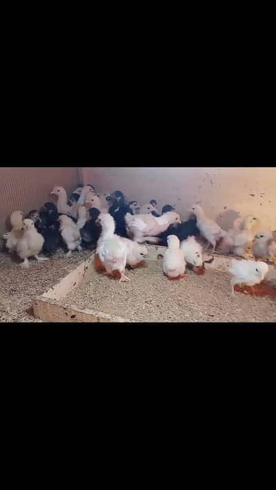 white/black bantam silky chicks available