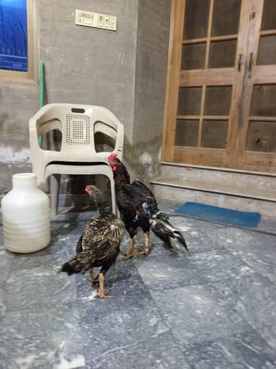 Aseel murgha murghi breeder pair