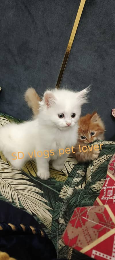 Triple coated persian kittens
