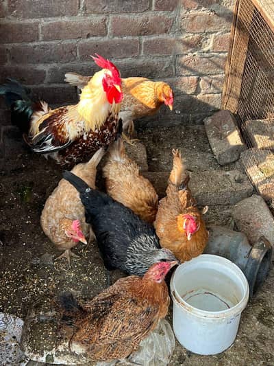 Golden misri murgian