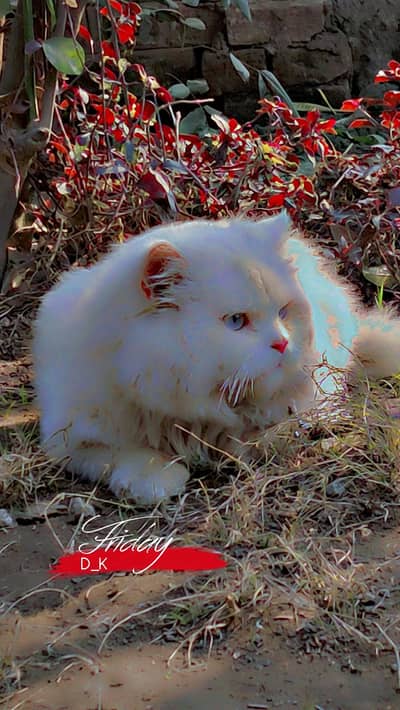 persion Cat Male letter trained Hai vaccine lgi hoi h