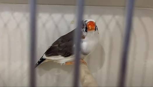 paid male under size ready to bread