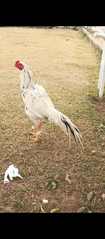 aseel cheena high quality