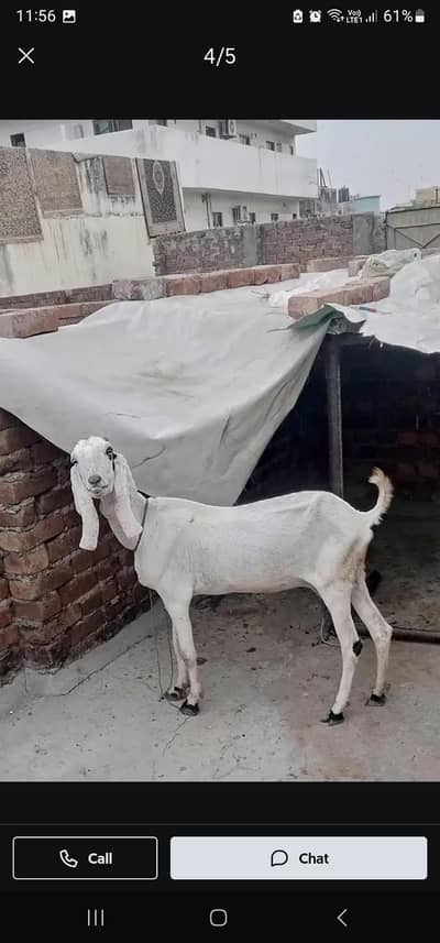 Bakri Goat Path 6 dant only Bakri. .