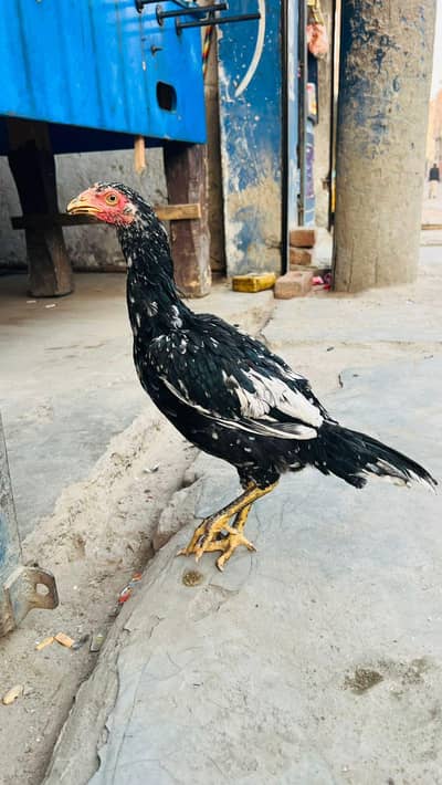 two 8months Lasani female Aseel