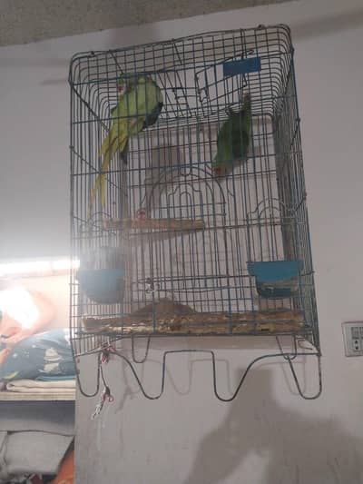 Pahari tota pair hai female 2 year ki hai male 12 month ka