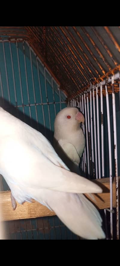 Albino red eyes albino black eye pair