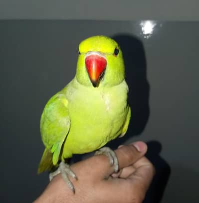 Ringneck Handtame Parrot