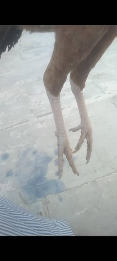 aseel murgi Andy wali hai