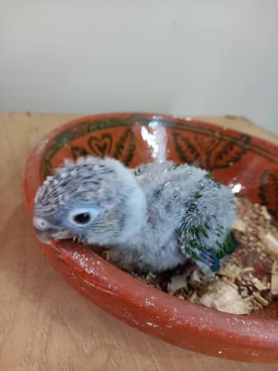 conure chick available parrot