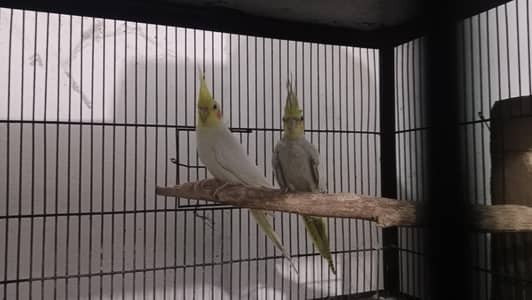 cocktail pair for sale