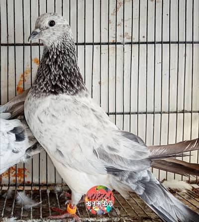 Silver Bajrai, Teddy And Deobandi Kabootar For Sale