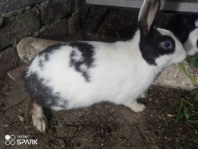 RABIT MALE