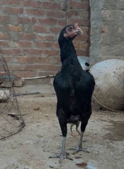 Old Bloodline Amroha Pair & pathiya