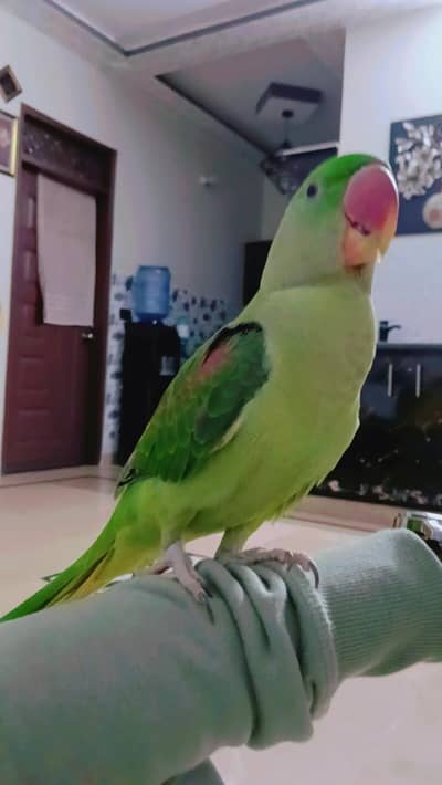 Hand tame kashmiri Raw Alexandrine parrot