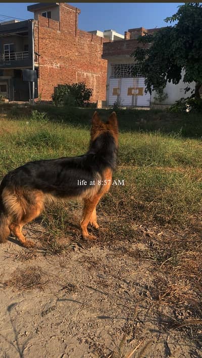 Long Coat breeder Female