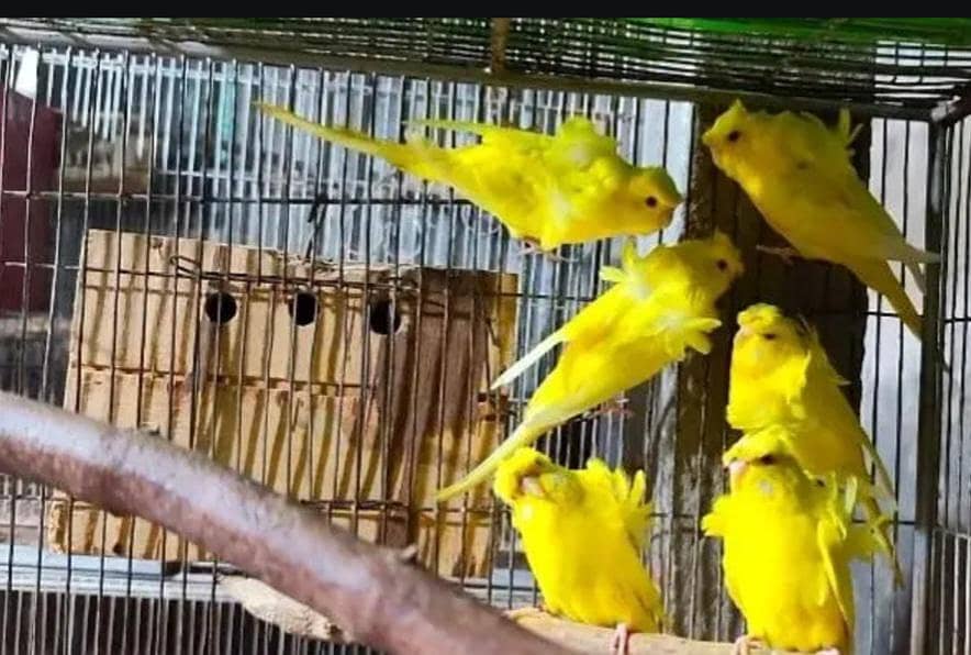 ہوگورومو جوڑا ریڈآئی ییلو 0