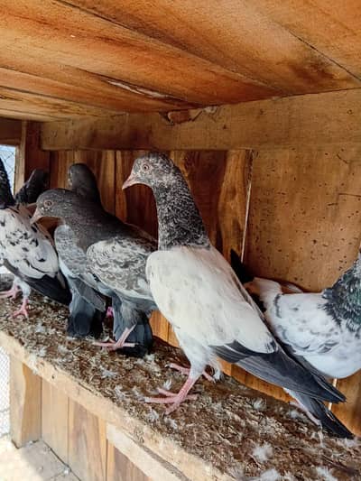 Hi fly baby pigons resulted bachy hen  home breed par piece 12oo