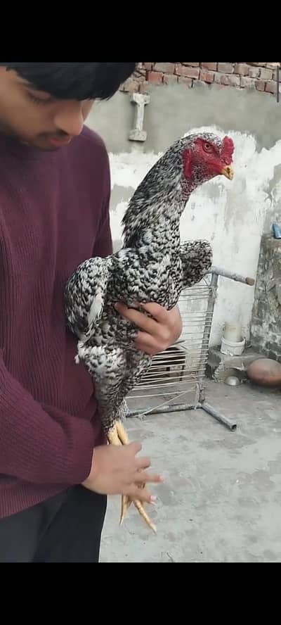 Coco Japanies Shamo long heighted breeder pair