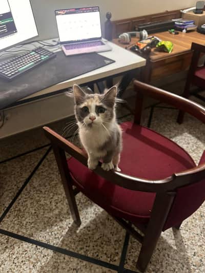 Female persian kitten triple coat