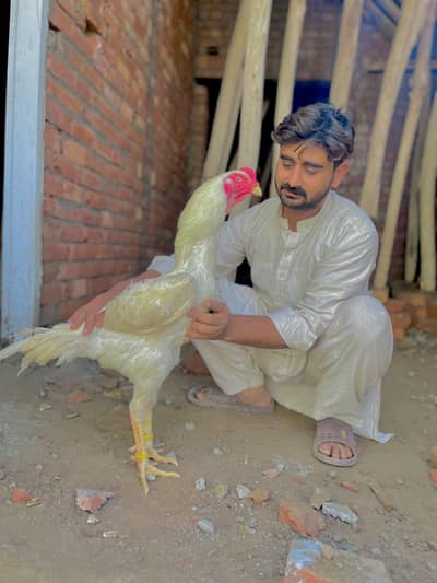 White O shamo a one quality