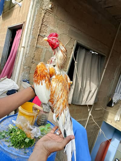 Mashallah high Quality maitha