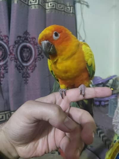 sun conure and all perrots and cage for sale